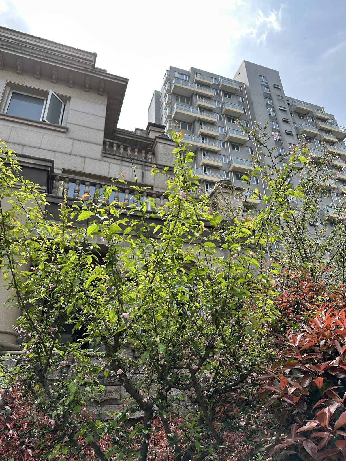 Planting and building elevations