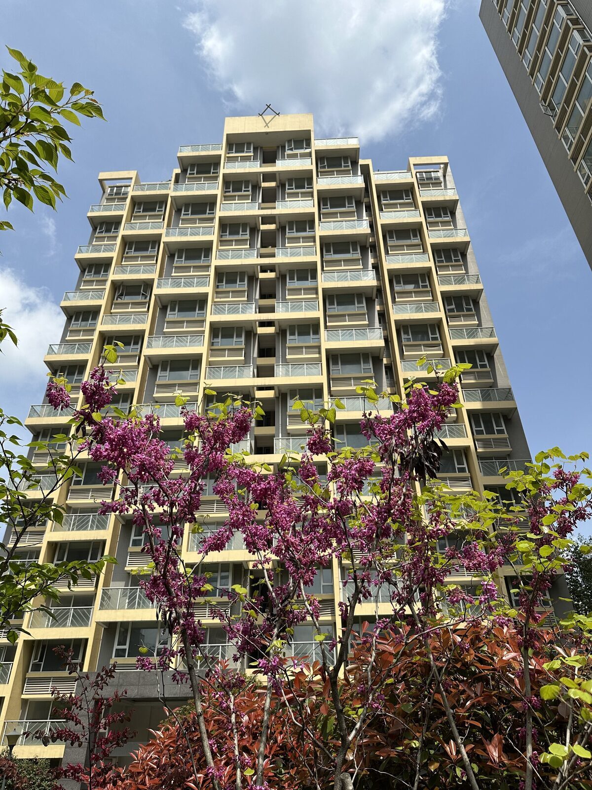Blossom against a building elevation