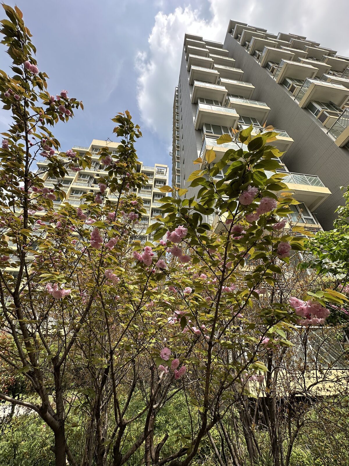 Flowering trees below the apartment buildings